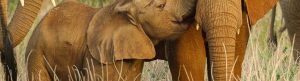 Wild Babies izle