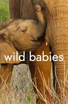 Wild Babies dizi izle