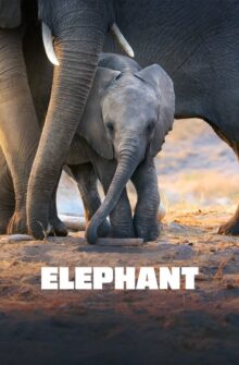 Elephant film izle