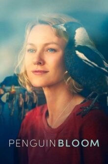 Penguin Bloom film izle