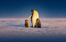 Secrets of the Penguins izle