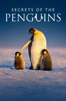 Secrets of the Penguins izle